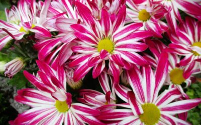 „Aurora Floyd“, Kriminalroman (1863)