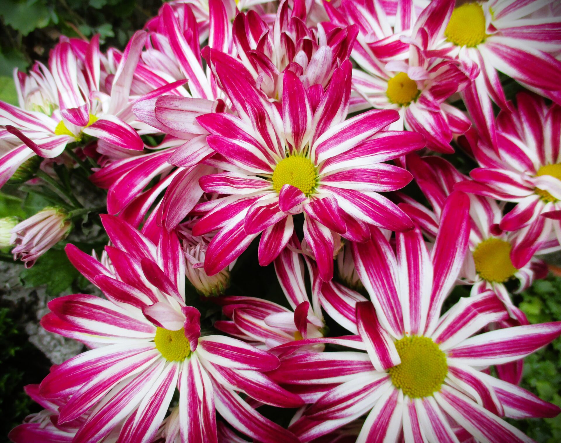 Chrysa Mary Elizabeth Braddon / Aurora Floyd