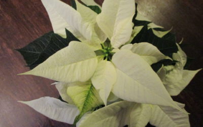 Frohe Adventszeit! Mit H.W. Mabie (29.11.2021)