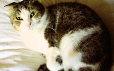 „Dick Whittington und seine Katze“ (17. Jhd.)